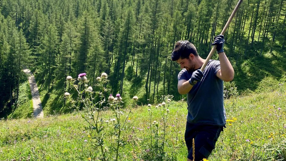 Distel hacken_Almschwendtag_Tyrnaueralm | © Trieb Laura