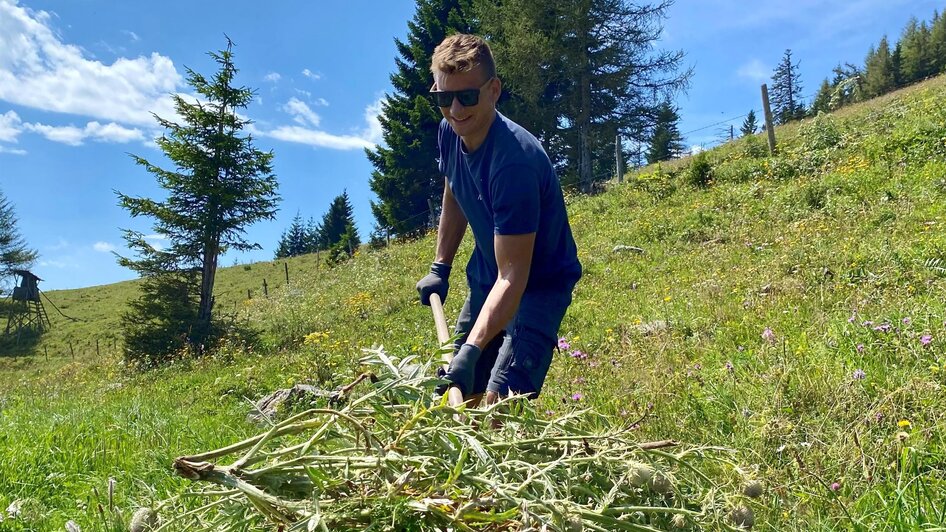 Distelhaufen_Almschwendtag_Tyrnaueralm | © Laura Trieb
