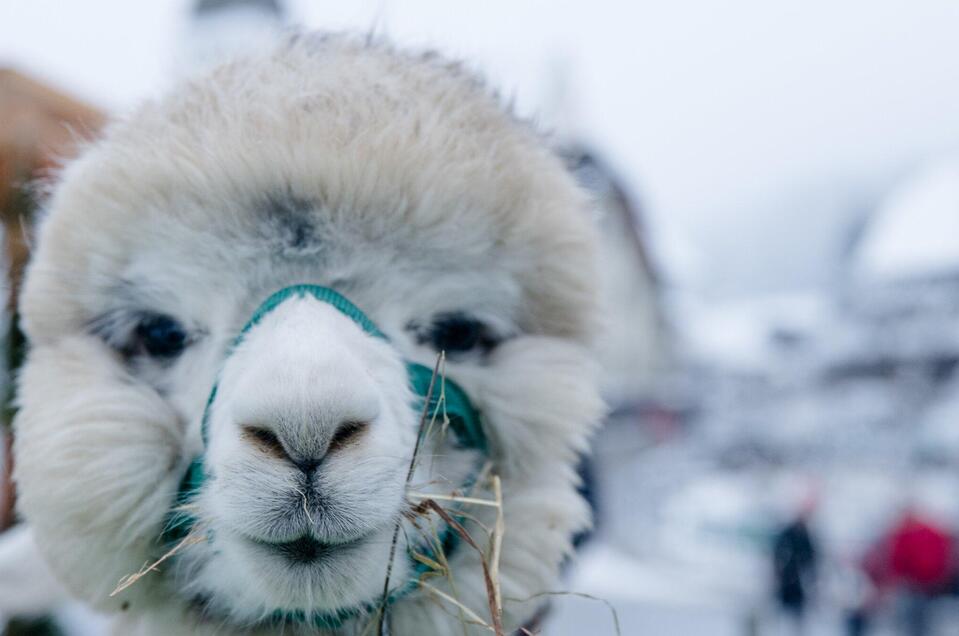 Alpaca | © Region Graz - Mias Photoart-18