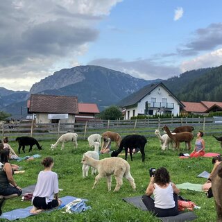 Alpaka Yoga | © Michelle Kaufmann