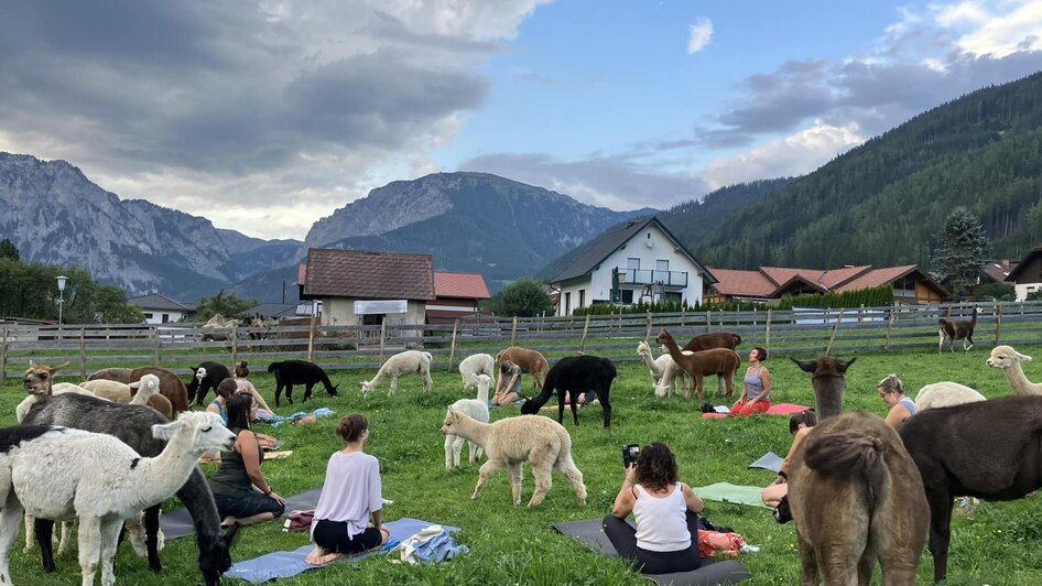 Alpaka Yoga | © Michelle Kaufmann
