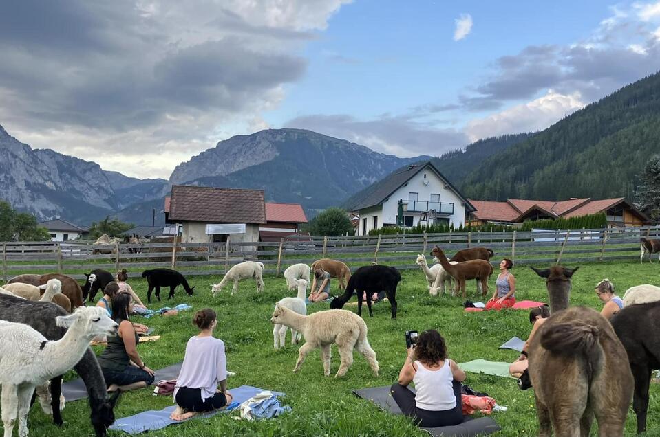 Alpaka Yoga | © Michelle Kaufmann