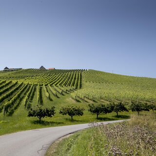 Landschaft in der Südsteiermark | © Tom Lamm
