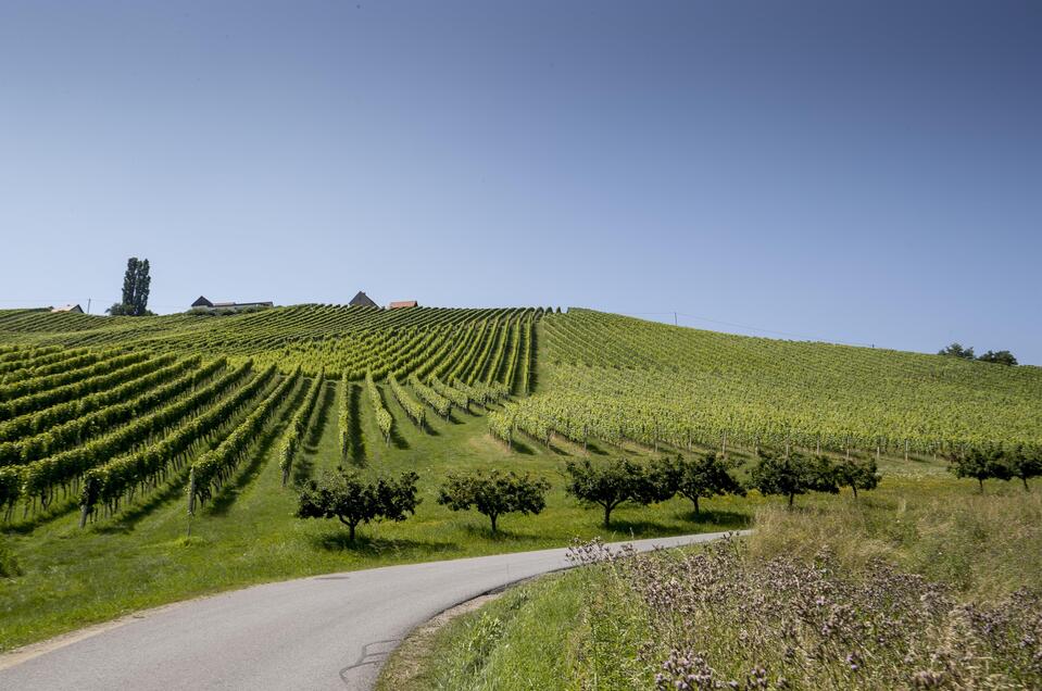 Landschaft in der Südsteiermark | © Tom Lamm