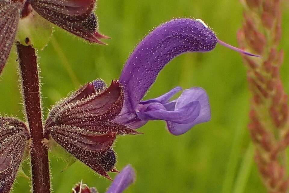 Makroaufnahme von violettem Wiesensalbei beim blütenökologischen Rundgang im Skulpturenpark Premstätten. | © Martina Pöltl
