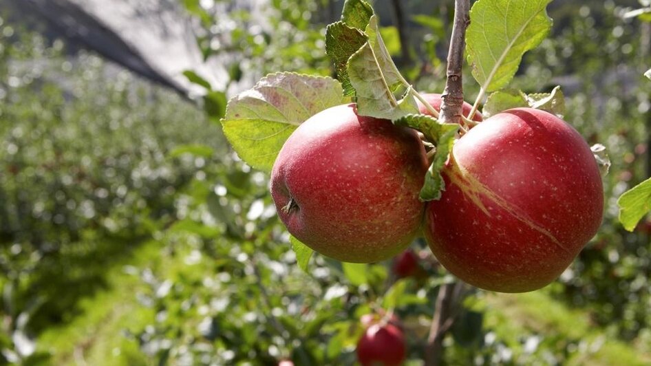 Biohof Schloffer_Apfel_Oststeiermark | © Biohof Schloffer
