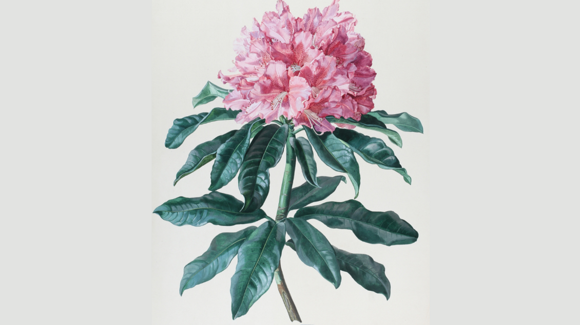 Eine blühende Rhododendron-Pflanze mit großen, rosa Blüten. Die Blätter sind grün und glänzend. | © Universalmusem Joanneum
