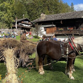 Draught horses with hay wagon  | © ÖFM