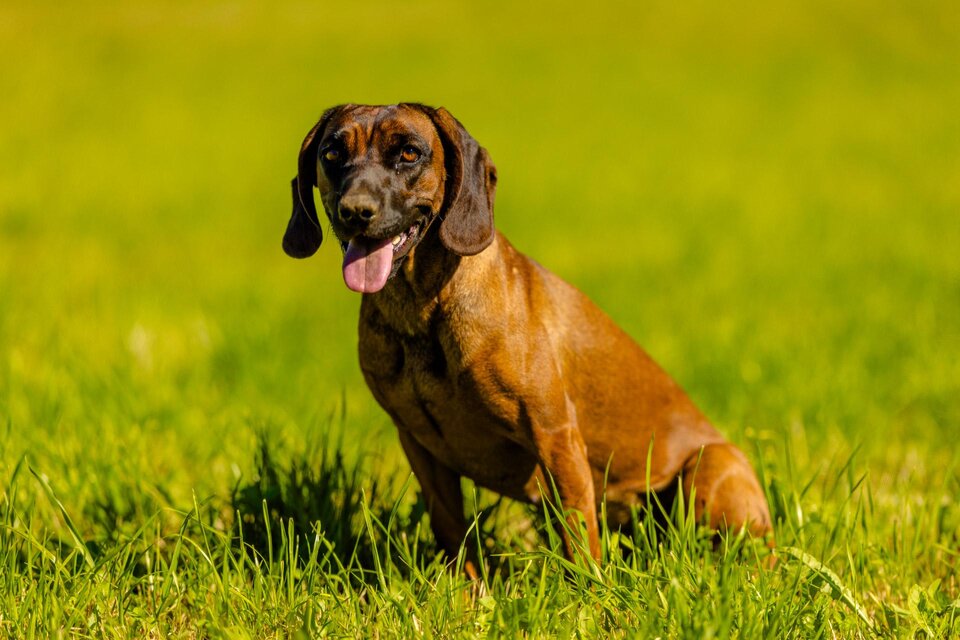 Hund-Murtal-Steiermark | © Wolfgang Speckner
