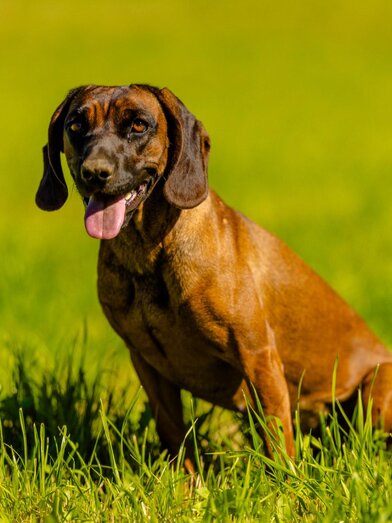 Hund-Murtal-Steiermark | © Wolfgang Speckner | Wolfgang Speckner | © Wolfgang Speckner