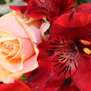 Roses_Eastern Styria | © Birgit Zingl