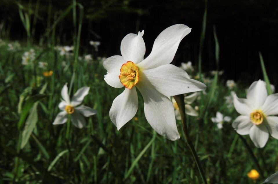 Narzissen, Altaussee, Blumen | © Heidi Simentschitsch