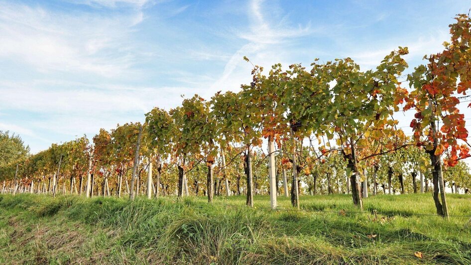 Weingarten im Herbst | © Thermen- & Vulkanland