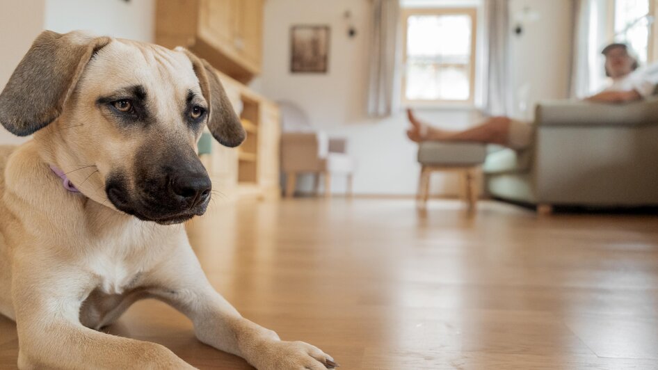 Urlaub mit Hund - Haus Toplitzsee - Narzissendorf  | © www.zloam.at