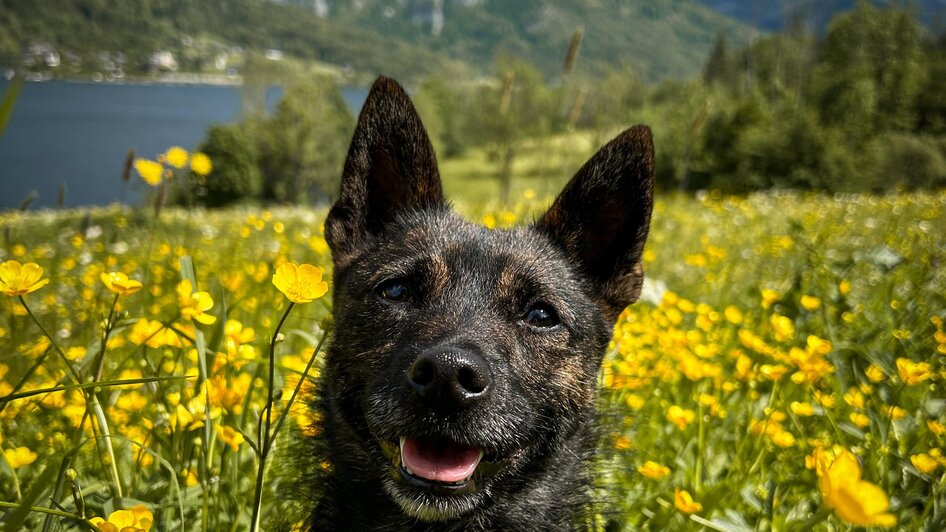 Urlaub mit Hund -  Grundlsee mit Backenstein - Nar | © www.zloam.at