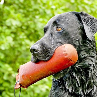 Hund mit Spielzeug_Oststeiermark | © Pixabay