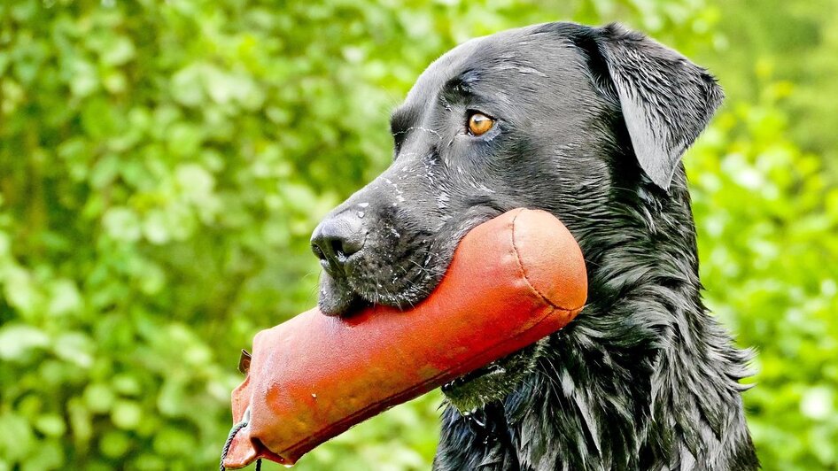 Hund mit Spielzeug_Oststeiermark | © Pixabay