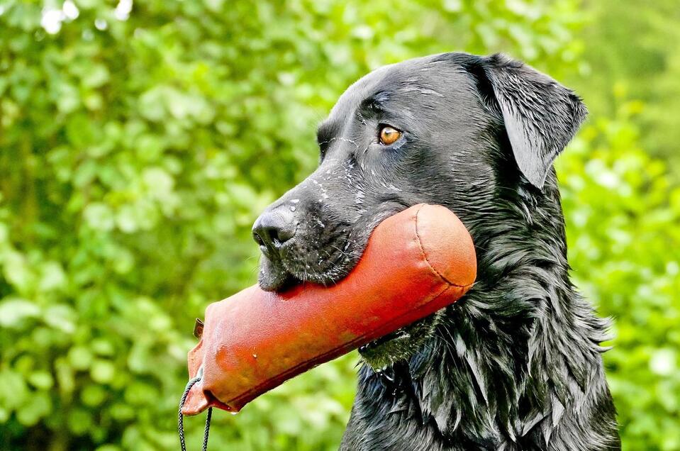 Hund mit Spielzeug_Oststeiermark | © Pixabay