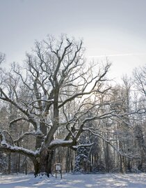 1000jährige Eiche im Winter | © Kurkommission Bad Blumau | Maria Neuherz | © Kurkommission Bad Blumau
