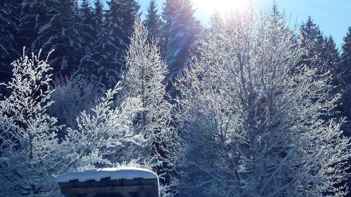 Ein verschneiter Wald mit glitzernden, frostdächtigen Bäumen. Die Sonne strahlt über die winterliche Landschaft. | © Petra Kirchschlager