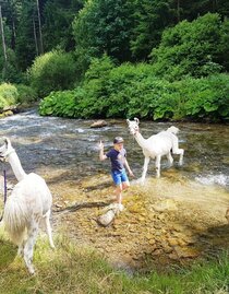 Lamas lieben Wasser | © Carolina Gigleitner | © Carolina Gigleitner