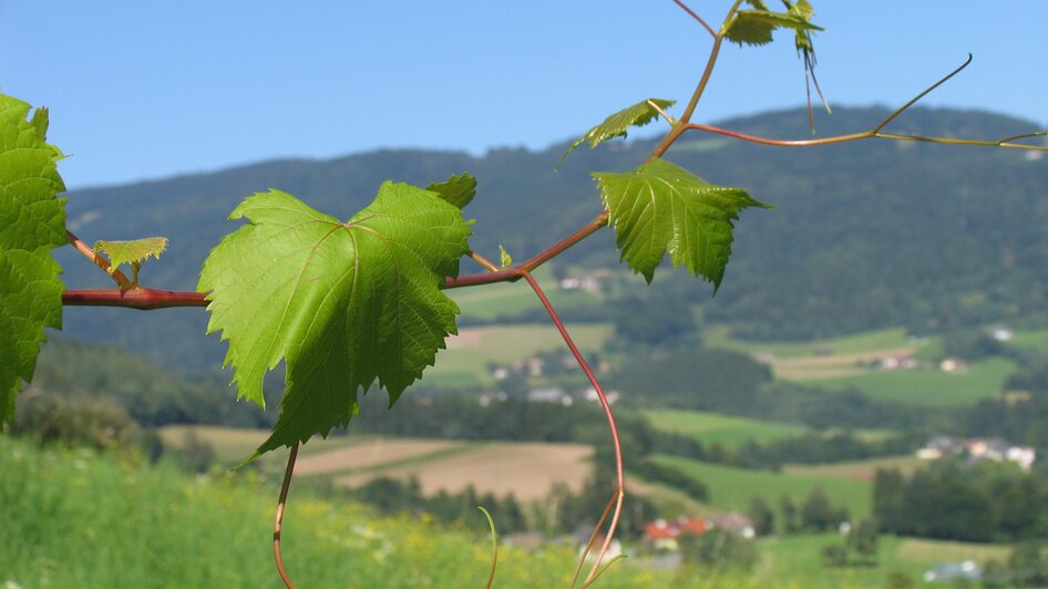 Weingarten_Pöllauberg_Oststeiermark | © Tourismsuverband Oststeiermark