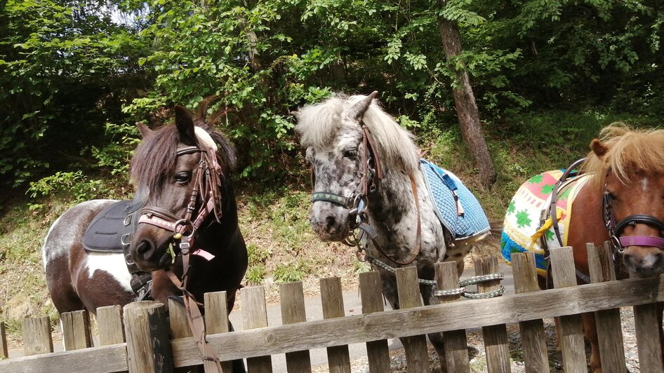 ABC-Hufis-Pony2-Murtal-Steiermark | © Martina Hochfellner