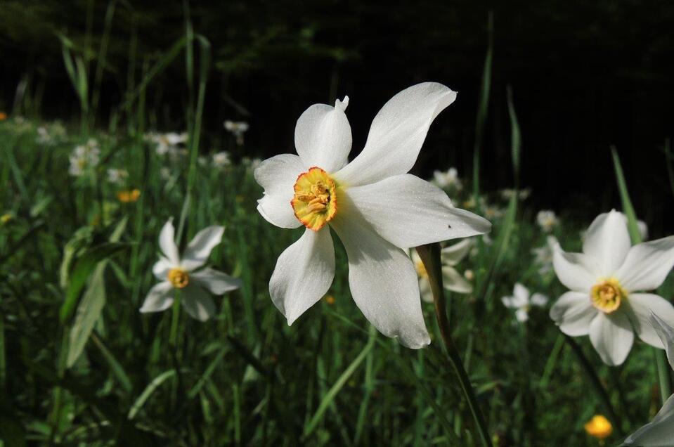 Narzissenwiese | © Heidi Simentschitsch