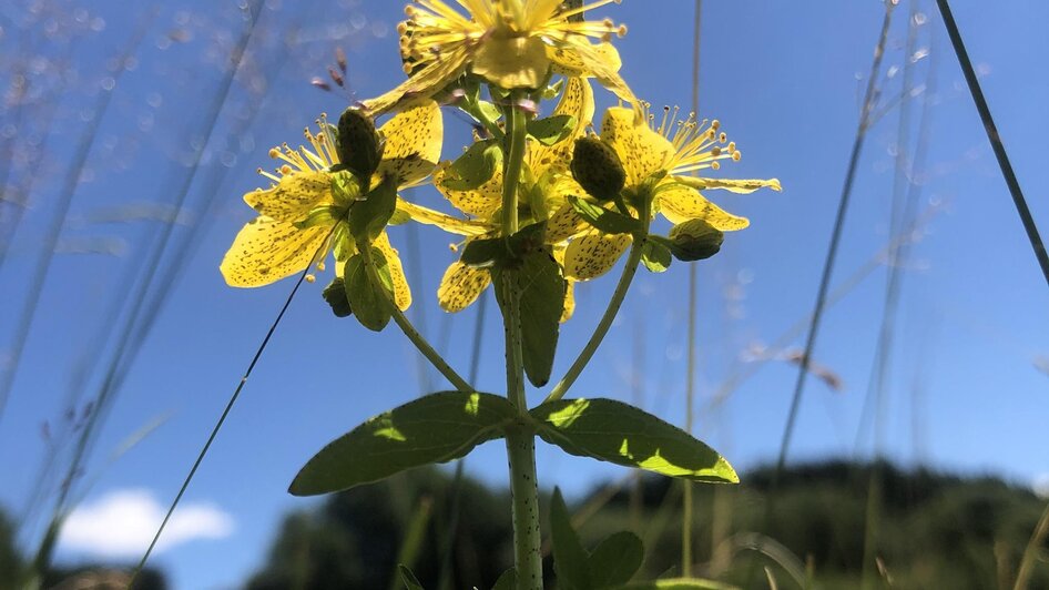 NaturLese - Vormittag - Impressionen #2.2