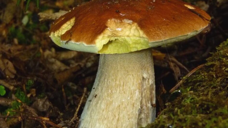 Steinpilz im Wald | © Payandeh