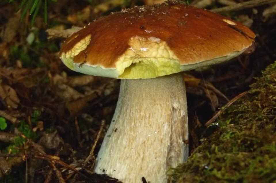 Steinpilz im Wald | © Payandeh