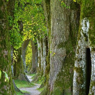 Wald | © Pixabay