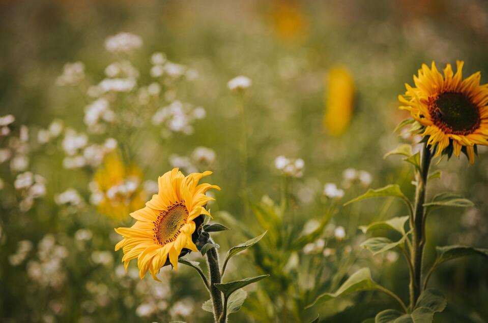 Sonnenblumen | © Lupi Spuma