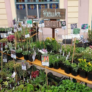 Plant market Hartberg_Flowers_Eastern Styria | © Stadtgemeinde Hartberg_Oststeiermark Tourismus
