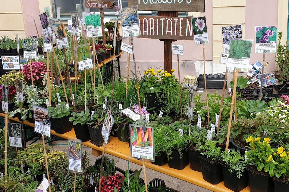 Pflanzenmarkt Hartberg_Blumen_Oststeiermark | © Stadtgemeinde Hartberg_Oststeiermark Tourismus