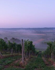 Blick vom Buschenschank ins Raabtal | © Krenn-Kniely | © Krenn-Kniely