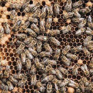 Bienen