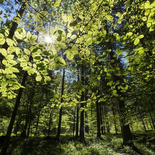 Wald