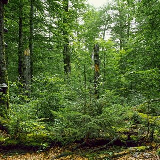 Wald | © TVB Gesäuse