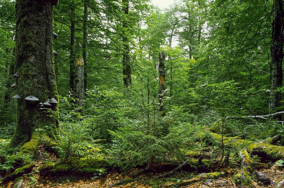 Wald | © TVB Gesäuse