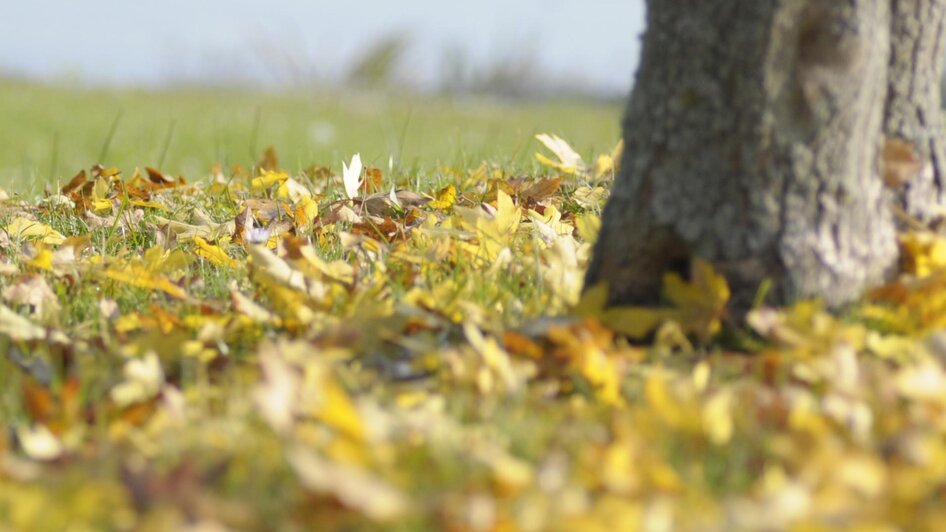 Herbst in Bad Blumau | © Kurkommission Bad Blumau
