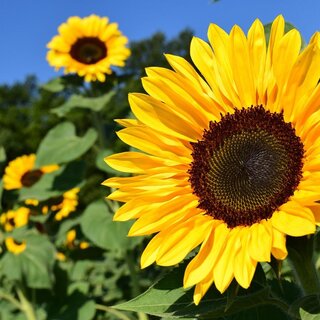 Sunflower_Sunflower_eastern Styria | © Tourismusverband Oststeiermark