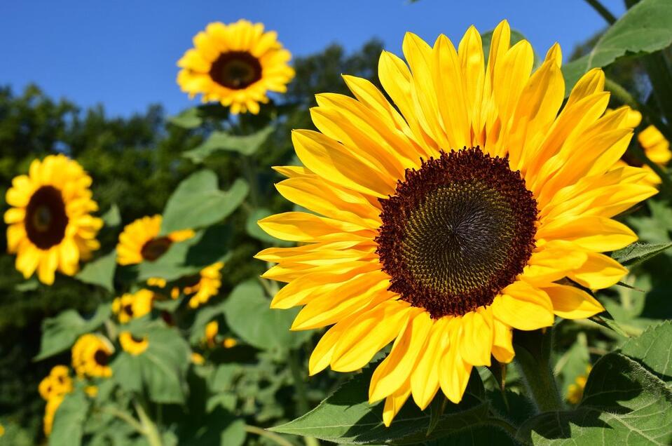 Sunflower_Sonnenblume_Oststeiermark | © Tourismusverband Oststeiermark