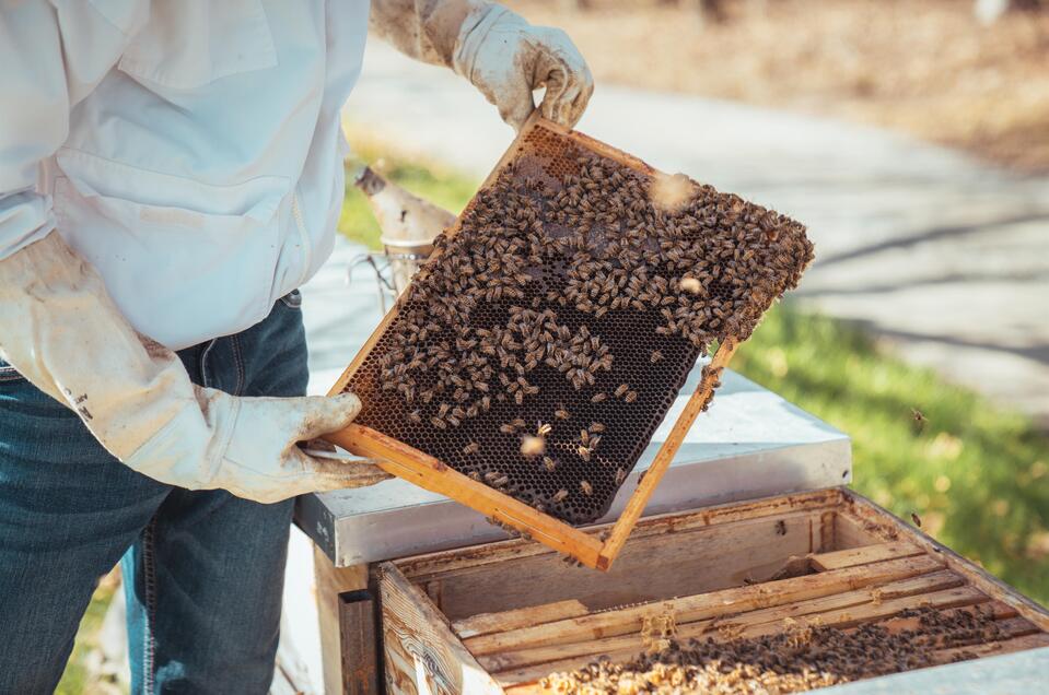 Tag des offenen Bienenstocks - Impression #1