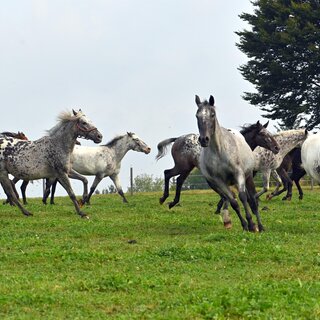 Showfestival_M´amin Horses_Eastern Styria | © Wagner