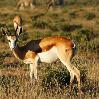 Tierwelt | © colin-watts-unsplash