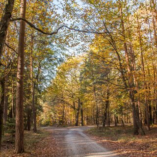 forest road | © Ingrid_Silvia_Jansky