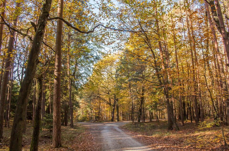 Waldweg | © Ingrid_Silvia_Jansky