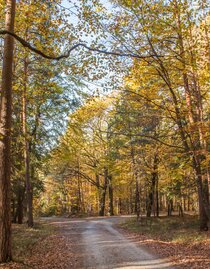 Waldweg | © Ingrid_Silvia_Jansky | Ingrid_Silvia_Jansky | © Ingrid_Silvia_Jansky