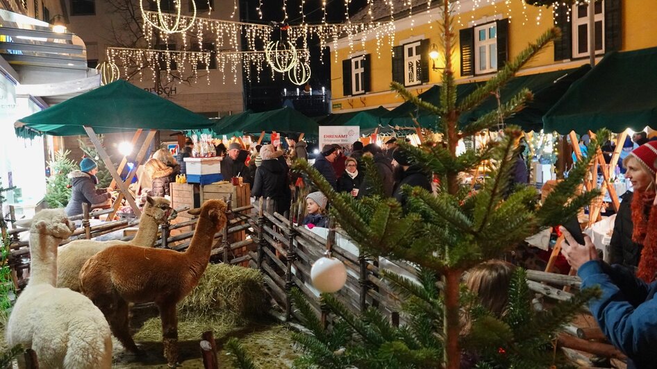 Alpakas beim Weizer Christkindlmarkt_Oststeiermark | © Oststeiermark Tourismus